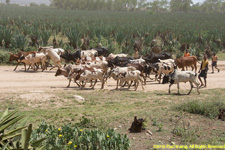 zebu cattle